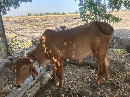 ગીર ગાય વેચવાની છે