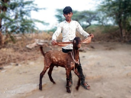 ત્રણ દાંત