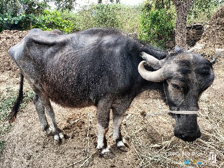 थंबनेल 3