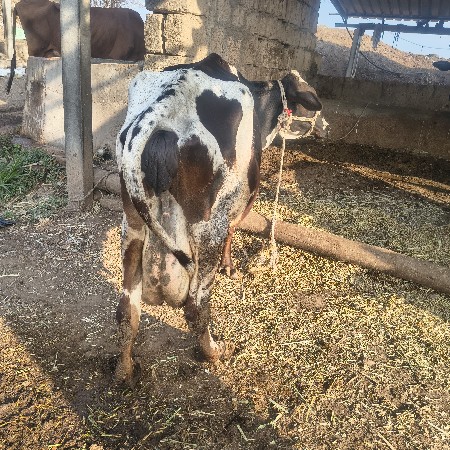 થંબનેલ 2