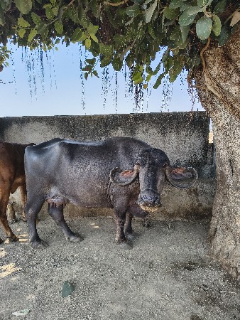 Aa Bhesh vechavani che.