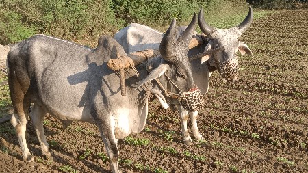 ગોઢલા વેચવાના છે