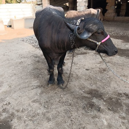આ ખડાઈ વેચવાની છે સાટા ભેંસ અથવા