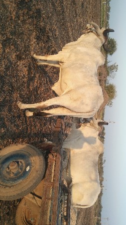 બળદ વેચવાના છે