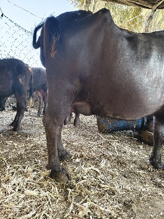 10 દિવસ ની કાશી