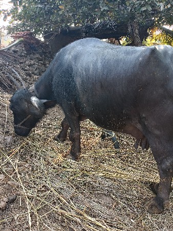 थंबनेल 3