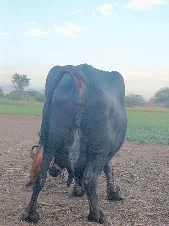 ભેંસ વેચવાની છે