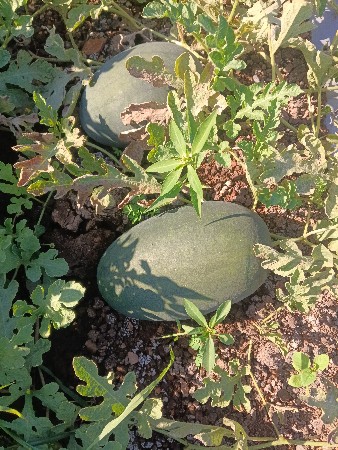 થંબનેલ 2