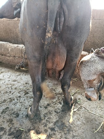 ભેંસ વેચવાની છે