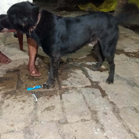 જર્મન શેફર્ડ