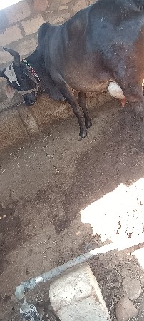 थंबनेल 3