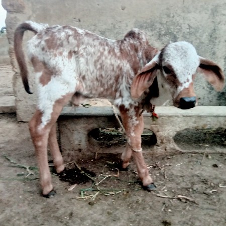 थंबनेल 3