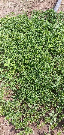 મરચી નો રોપ