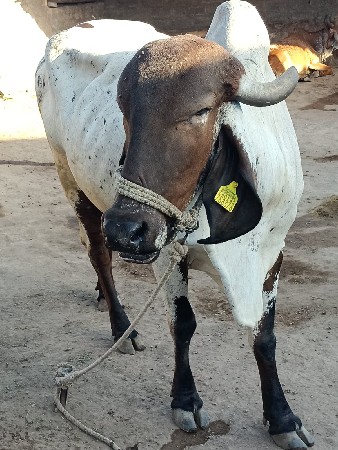 થંબનેલ 2