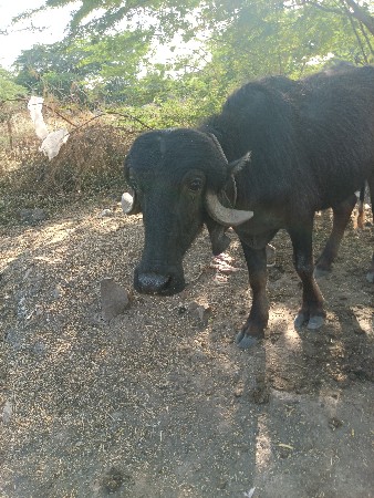 थंबनेल 3