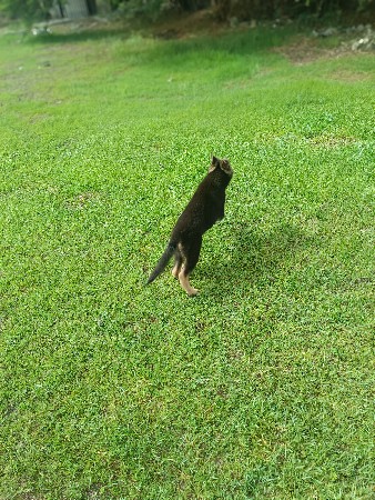 જર્મન શેફર્ડ ફિમેલ