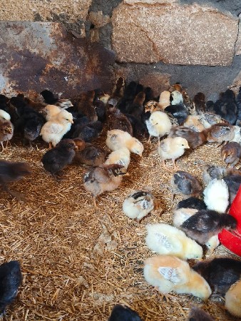 थंबनेल 4