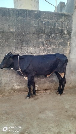 થંબનેલ 4