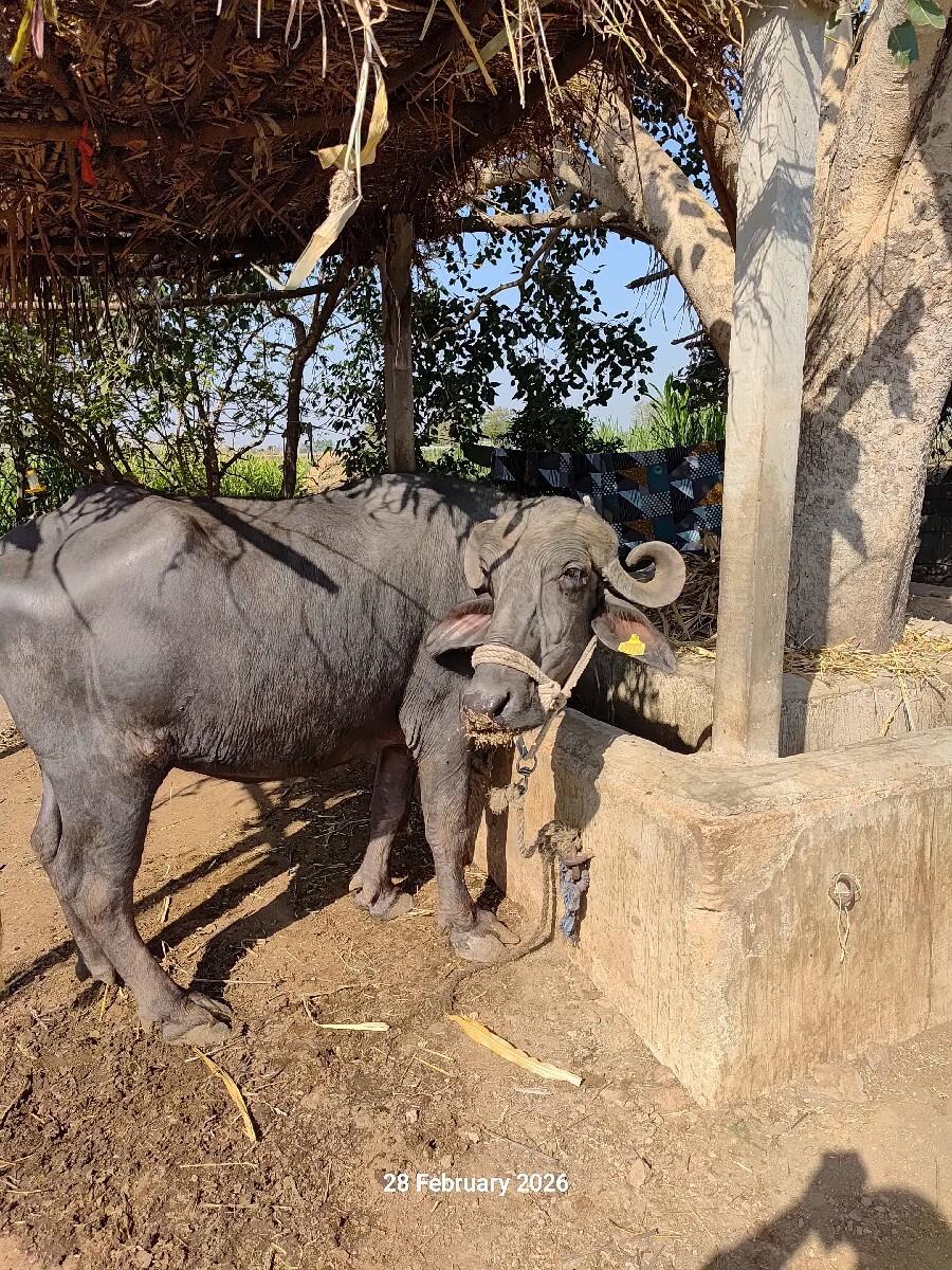 વેચવાની છે