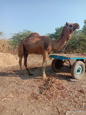 થંબનેલ 2