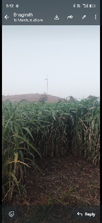 લીલી ઘુધરી સાત વીઘા