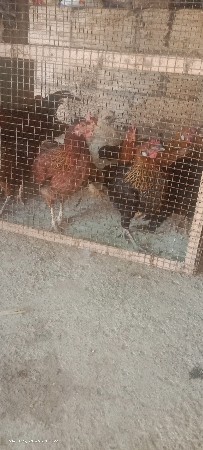 muraghi Desi vechavana se