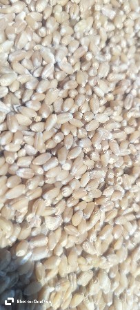 ઘવ ટુકડા