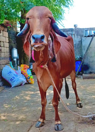 થંબનેલ 2