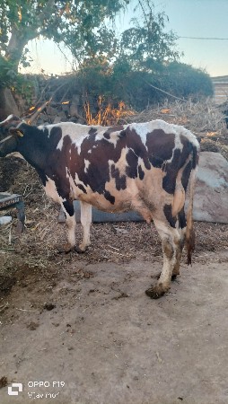 थंबनेल 4