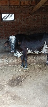 બે ગાયું વેચવાની છે