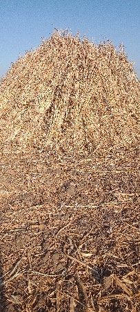 જૂવારની‌ સાર‌ વેશવા‌ ની‌ છે