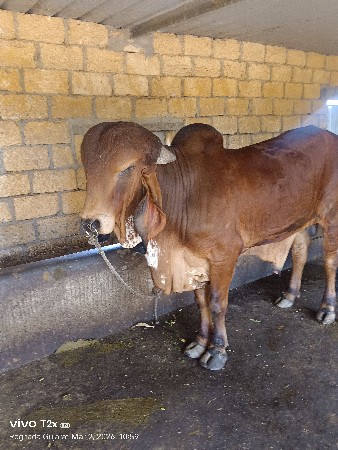 નંદી વેચવાનો છે