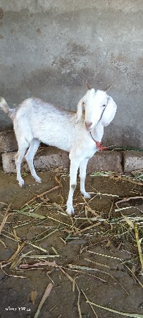 બકરી 🐐 વેચવાની છે