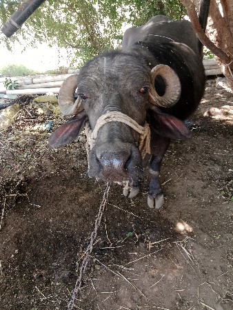 थंबनेल 2