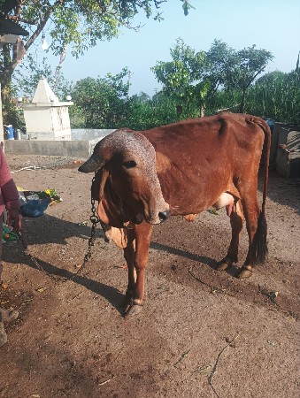 થંબનેલ 3