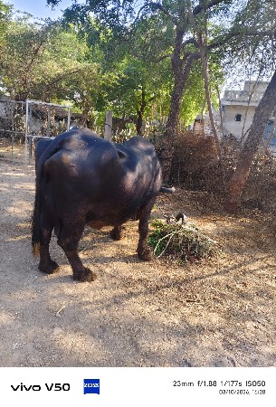 થંબનેલ 2