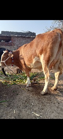 થંબનેલ 2