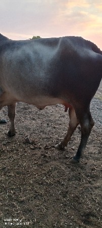 દેશી ગીર ગાય