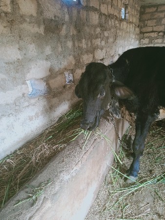 થંબનેલ 2