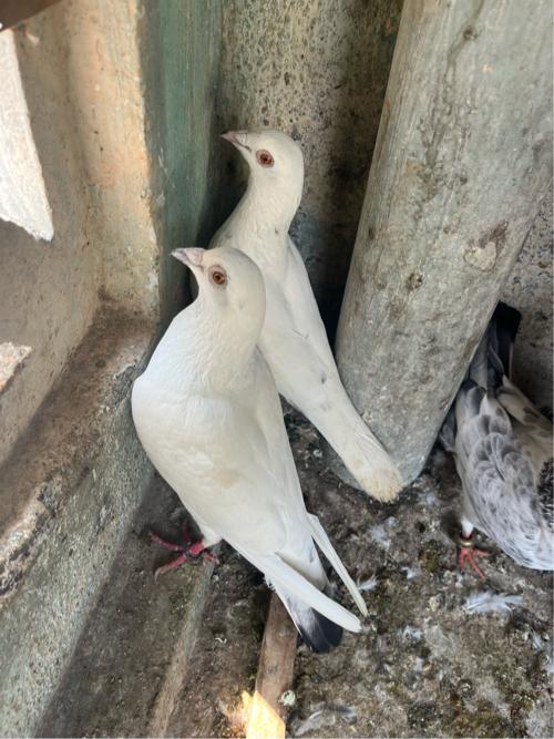 थंबनेल 2