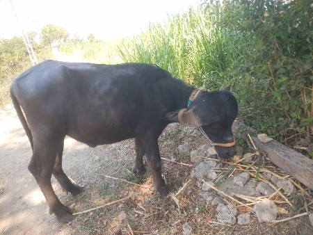 થંબનેલ 2