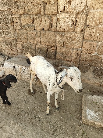 બકરી બચાવવાની છે