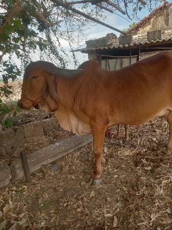 થંબનેલ 2