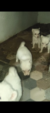 થંબનેલ 3