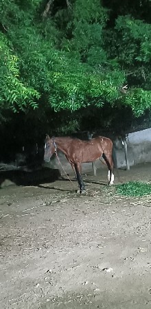 gho di vechava ni se