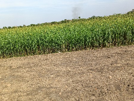 थंबनेल 3