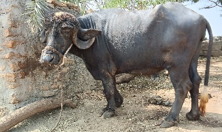 વેચવા ની છે.