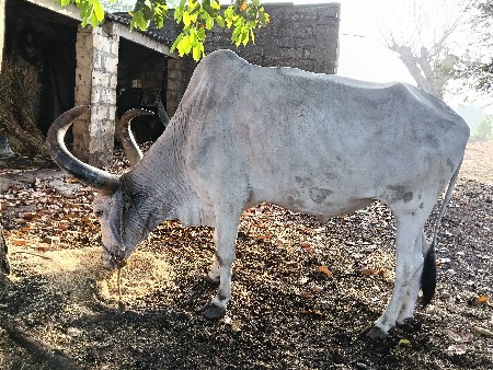 3 ઘર નો ગોધલો બેય બાજુ સાલેછે