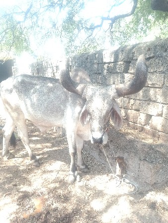 વેચવા ના સે