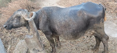 ભેંશ વેચવાની છે.